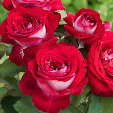 Hybrid Grafted Rose Plant(Red And White) - Naturemart.in