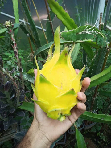 Yellow Colour  Dragon Fruit Plant - Naturemart.in