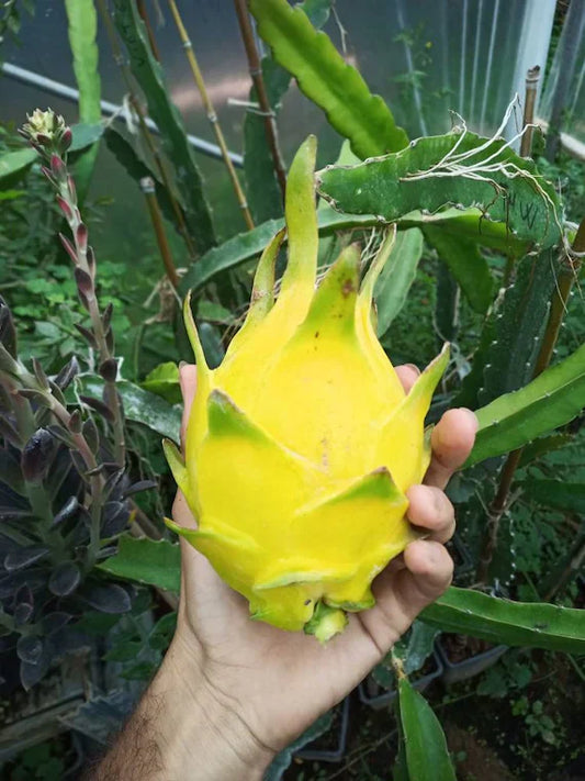 Yellow Colour  Dragon Fruit Plant - Naturemart.in