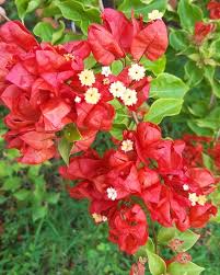 Red Tanglong Bougainvillea flower plant