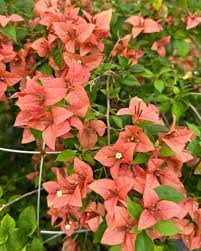 Brizza Peach Bougainvillea