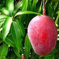 Vietnum Red All Time Mango Plant-Grafted - Naturemart.in