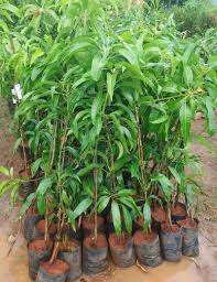 Mango Tree (Alphonso, Grafted) - Plant - Naturemart.in