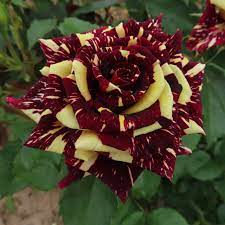 Hybrid Tiger rose plant for gardening