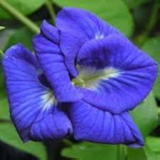 Nilkantha Double Petel Flowers Plants - Naturemart.in