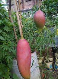 King Of Chakapat Mango Fruit  Plant - Naturemart.in