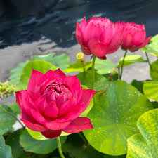 Drop blood lotus flower Tubers