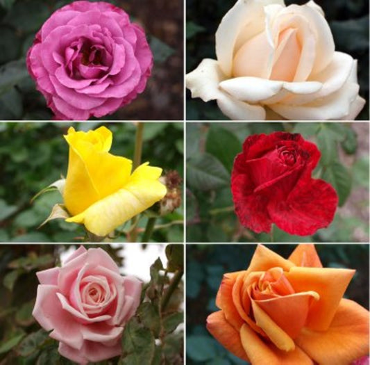 Pack Of 4 Different Colour Rose Plant - Naturemart.in
