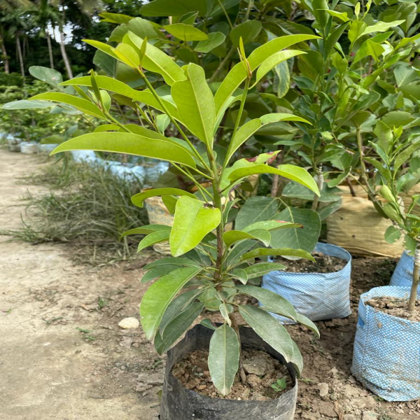 Hybrid Chiku(Grafted) Fruit  Plant - Naturemart.in