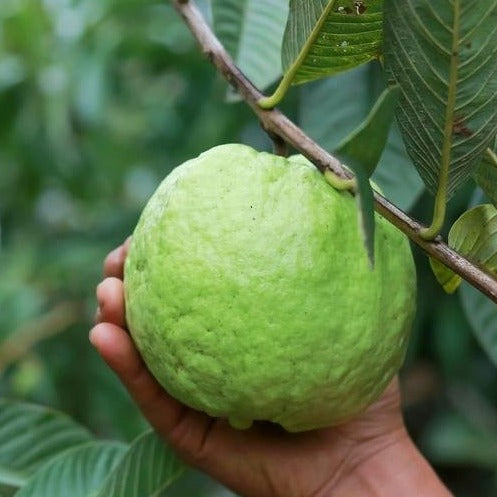 Thai All Time L-40 Guava Plant - Naturemart.in
