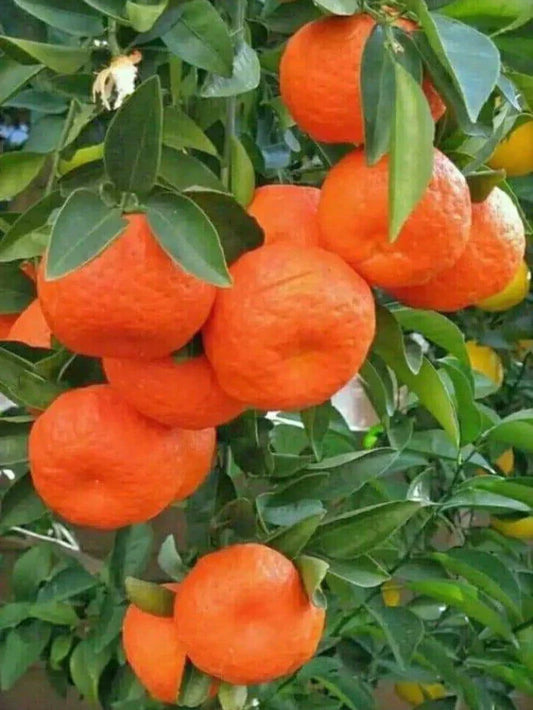 Sleet Kamla Orange Plant-grafted - Naturemart.in