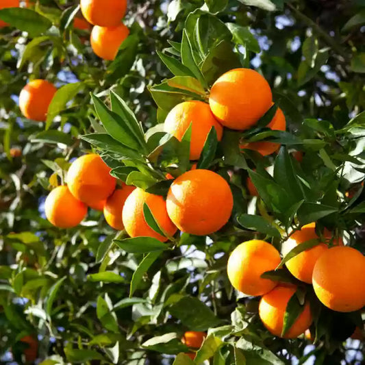 Sleet Kamla Orange Plant-grafted - Naturemart.in