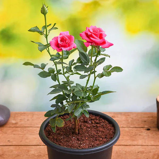 Hybrid Grafted Pink Colour Rose - Naturemart.in