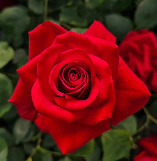 Hybrid Grafted Rose Plant For Gardening