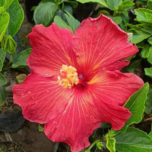 Hybrid  American Hibiscus Flower Plant - Naturemart.in