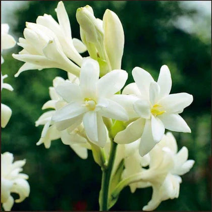 Tuberose/Mexican Tuberose-Seeds- Pack Of 10 - Naturemart.in