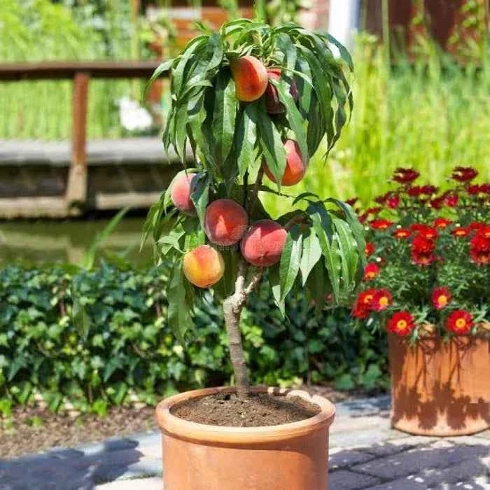 Hybrid Peach Fruit Plant For Gardening