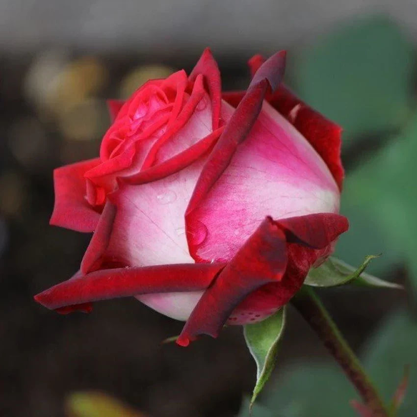Hybrid Grafted Rose Plant(Red And White) - Naturemart.in