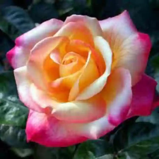 Hybrid Rose Grafted Plant (White) - Naturemart.in