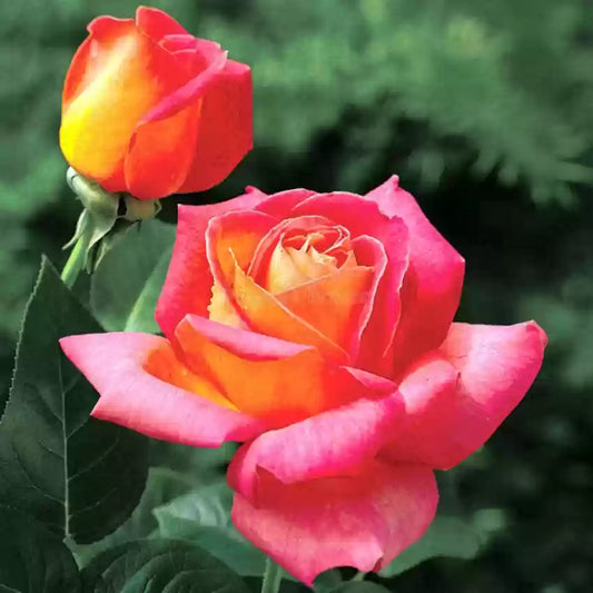 Hybrid Rose Grafted Plant (White) - Naturemart.in