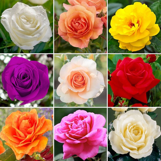 Pack Of 4 Different Colour Rose Plant. - Naturemart.in