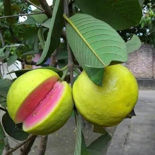 New Lalit Guava Fruit  Plant - Naturemart.in