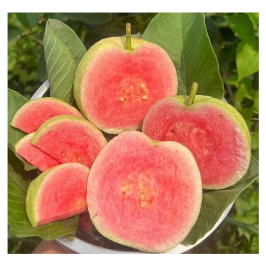 Red Dimond Guava Fruit  Plant - Naturemart.in