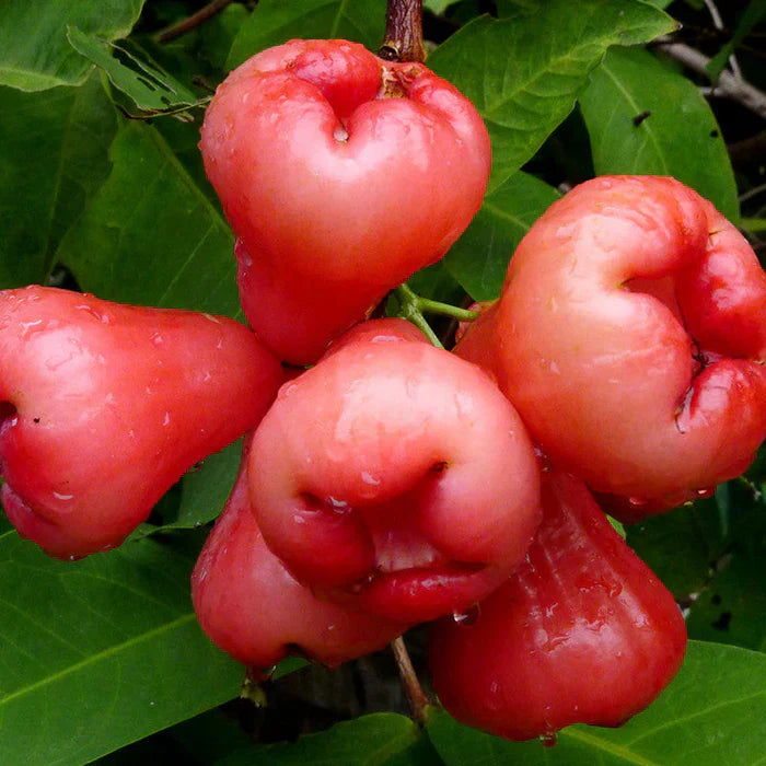Water Apple(Red)Fruit Plant - Naturemart.in
