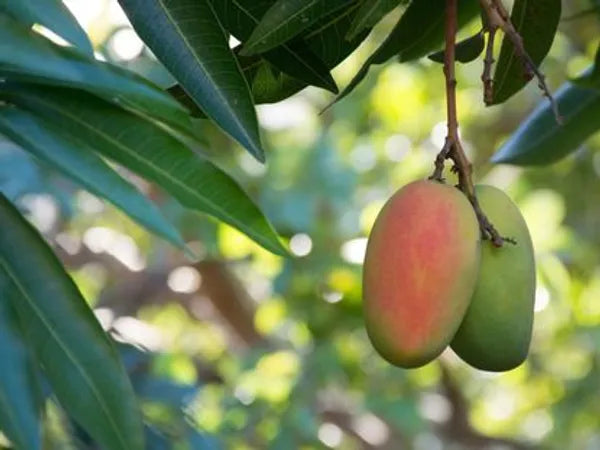 Toledo Mango Fruit Plant (Grafted) - Naturemart.in