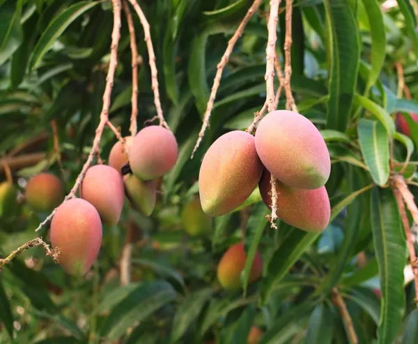 Toledo Mango Fruit Plant (Grafted) - Naturemart.in