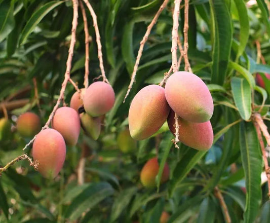 Toledo Mango Fruit Plant (Grafted) - Naturemart.in
