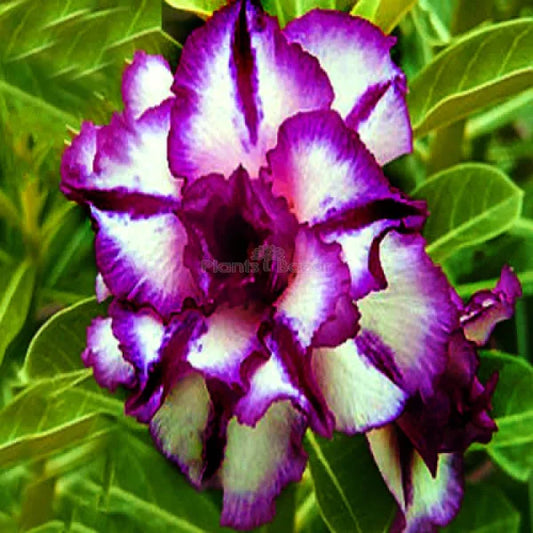 Adenum Rose Variety Grafting Flower Plants (Purple & White) - Naturemart.in
