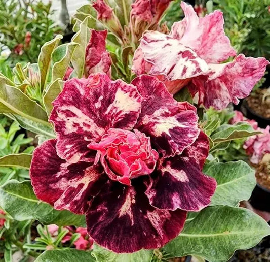 Adenum Rose Variety Grafting Flower Plants - Naturemart.in