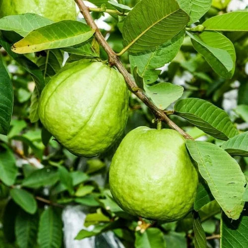 Thai Kg Guava Fruit  Plant - Naturemart.in