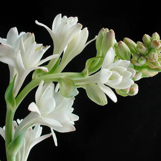 Tuberose/Mexican Tuberose-Seeds- Pack Of 10 - Naturemart.in