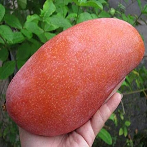 Red Banana Mango Fruit Plant - Naturemart.in