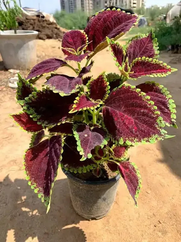 Coleus(maroon green) Flower Plants - Naturemart.in