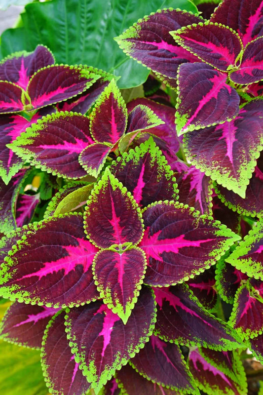 Coleus(maroon green) Flower Plants - Naturemart.in