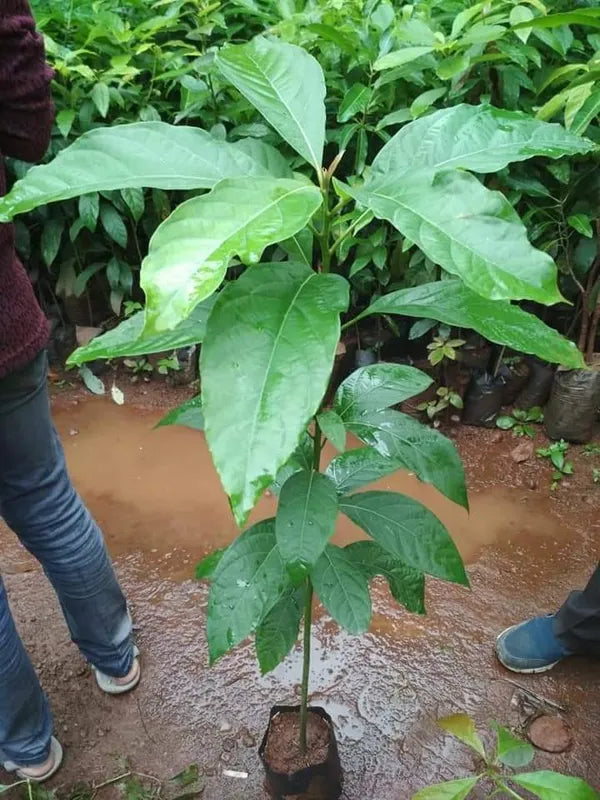 Exotic Grafted Avocado Fruit Plant - Naturemart.in
