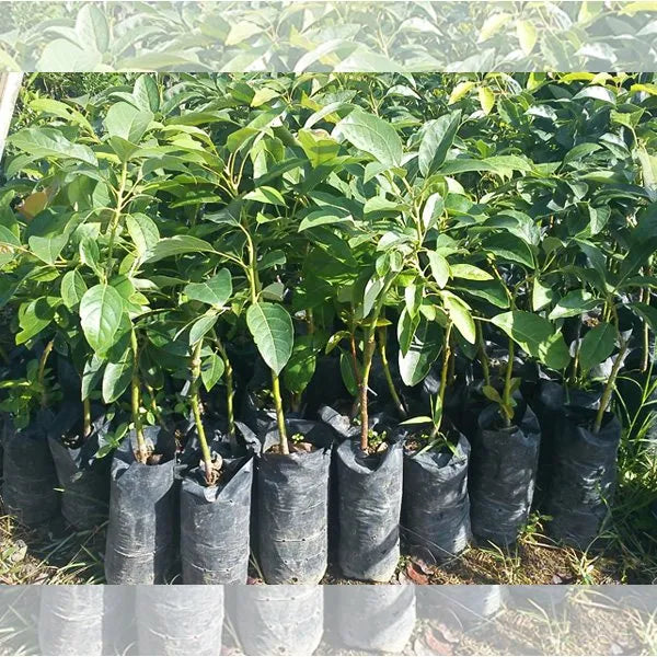 Exotic Grafted Avocado Fruit Plant - Naturemart.in