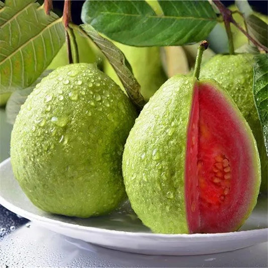 Thai Pink Guava Fruit  Plant - Naturemart.in