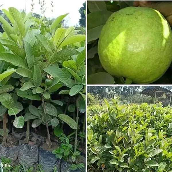 Thai-7 Guava Fruit Plant - Naturemart.in