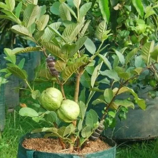 Thai All Time L-40 Guava Plant - Naturemart.in