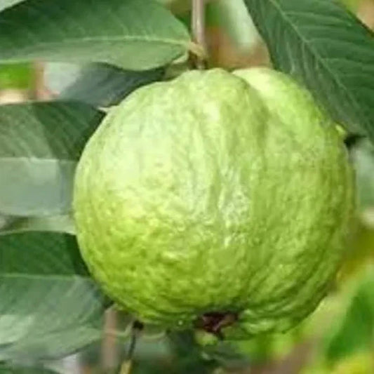 Thai-5 Guava Plant For Gardening - Naturemart.in
