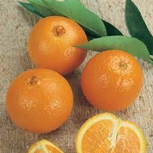 Washington Navel Orange Plant-Grafted - Naturemart.in