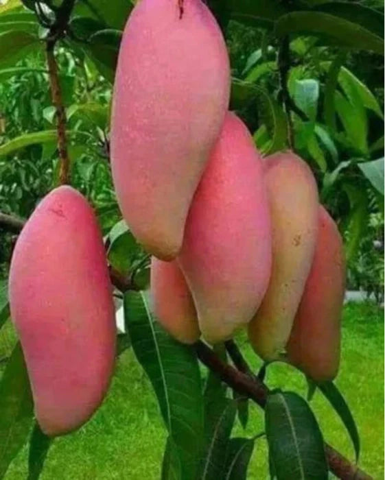 Red Banana Mango Fruit Plant - Naturemart.in