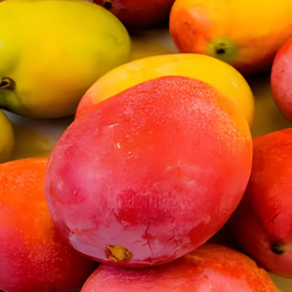 Sidur Kouta Mango / Grafted and Hybrid Plants - Naturemart.in