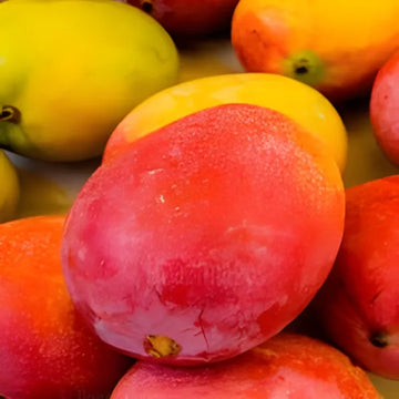 Sidur Kouta Mango / Grafted and Hybrid Plants - Naturemart.in