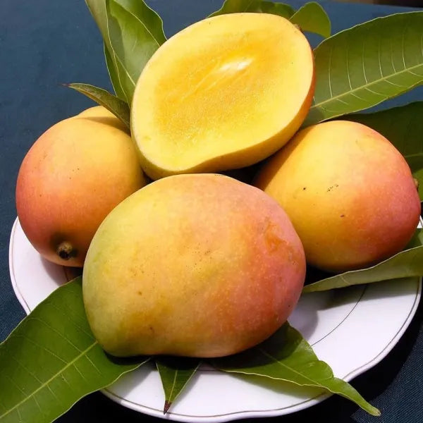 Sidur Kouta Mango / Grafted and Hybrid Plants - Naturemart.in