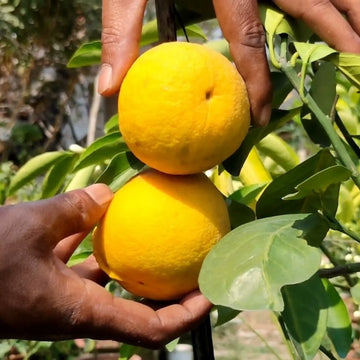 Yellow Malta Orange Plant-Grafted - Naturemart.in